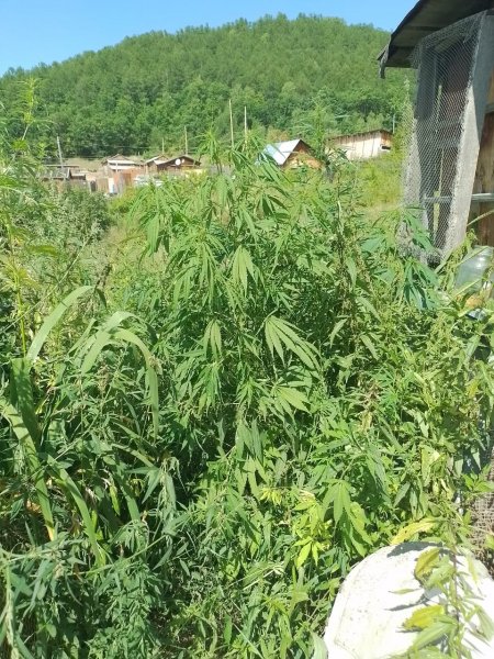 В Ульчском районе сотрудники полиции задержали троих местных жителей, подозреваемых в незаконном культивировании и хранении растительных наркотиков